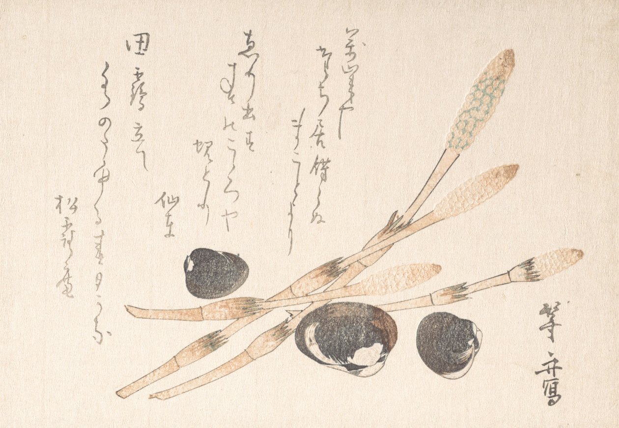 Tsukushi Bitkisi ve Tat Kabukları. by Uematsu Toshu