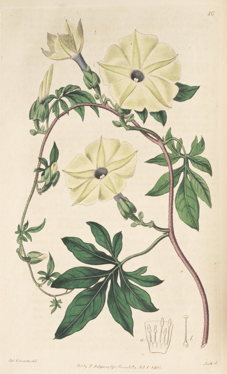Ipomoea tüberkülata by Unbekannt Unbekannt