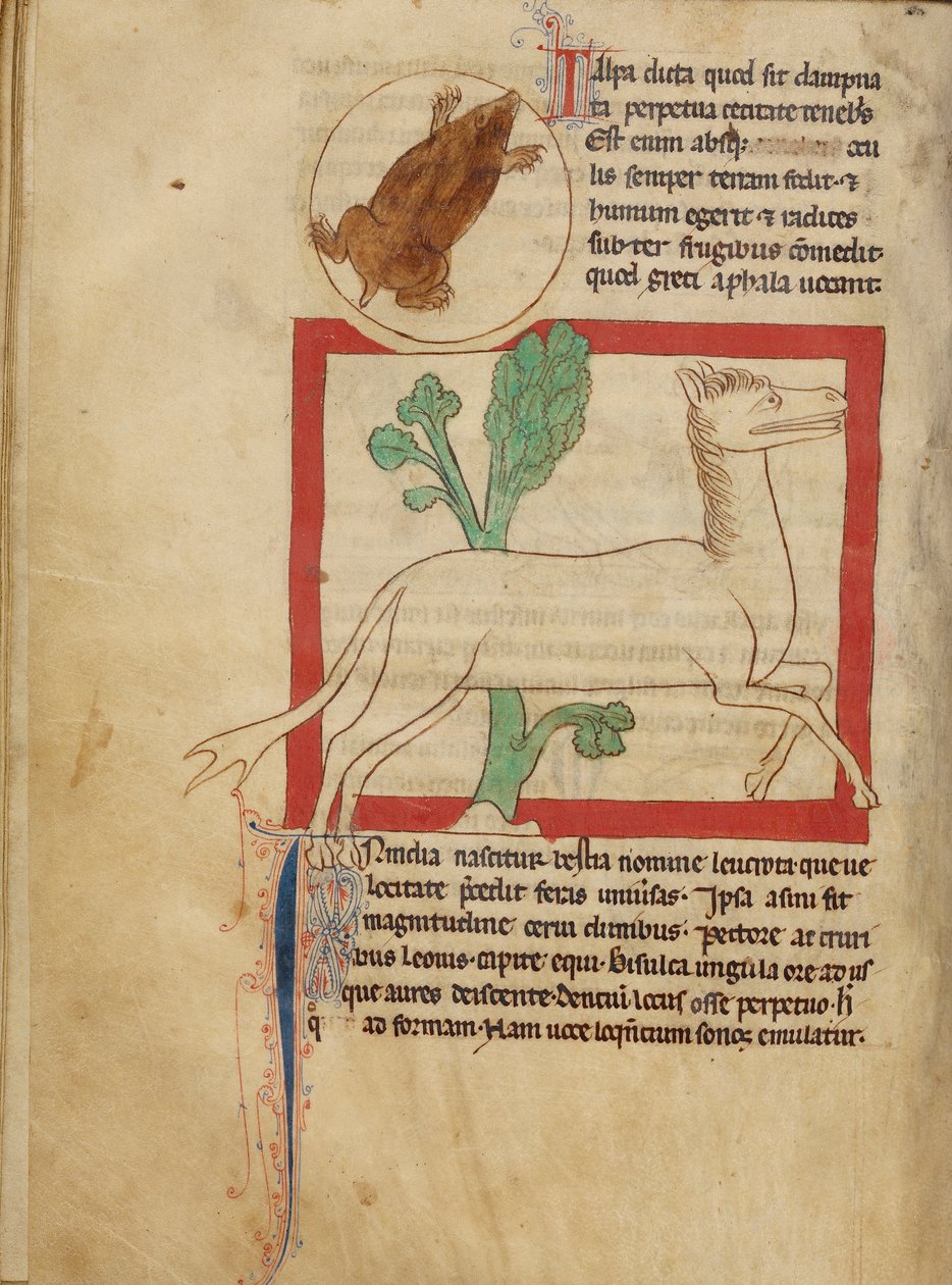 Northumberland Bestiary - Bir Köstebek by Unbekannt Unbekannt