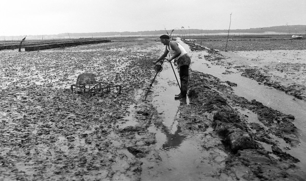 6080 A8a Ostreicular in Vendee Oyster Ağustos 1974 by Unbekannt