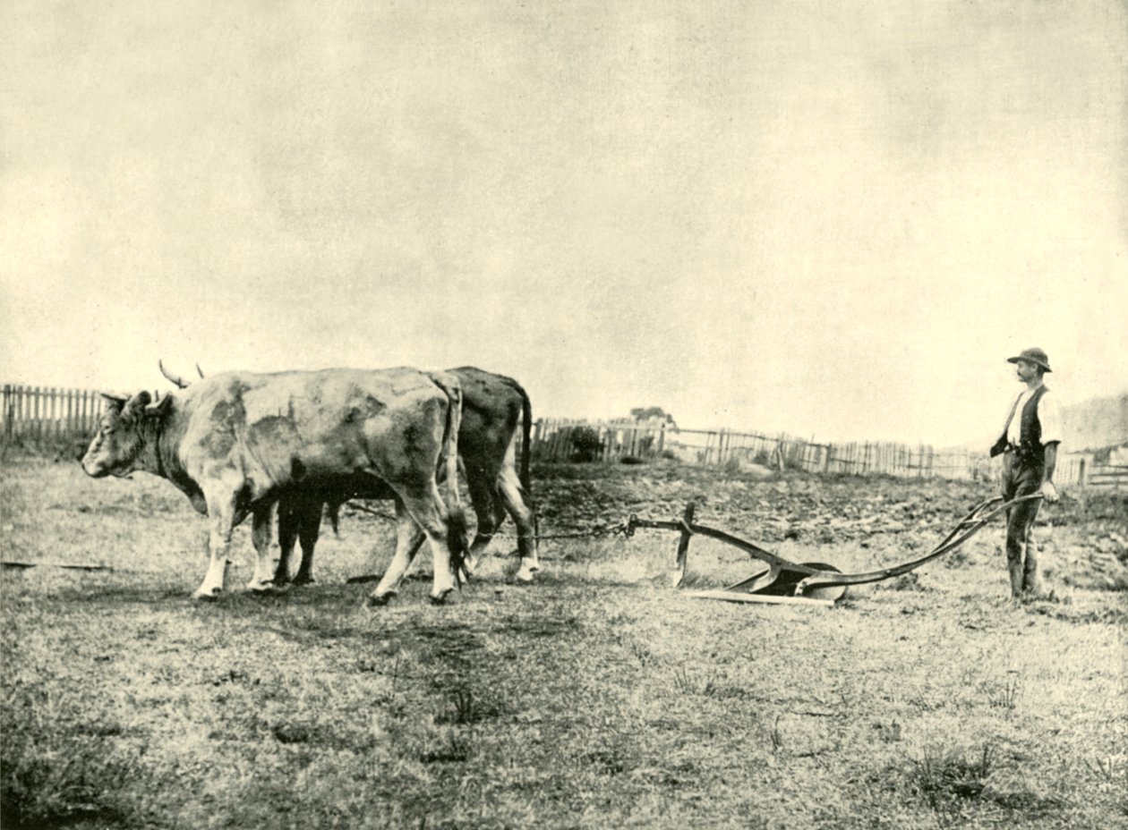 Bir Bullock Pulluk Ekibi, 1901. by Unbekannt