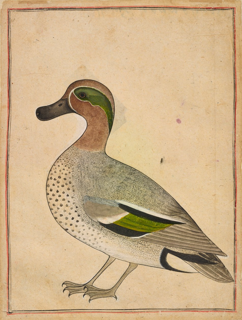 Yeşil Kanatlı Deniz Mavisi, ca. 1730. by Unbekannt