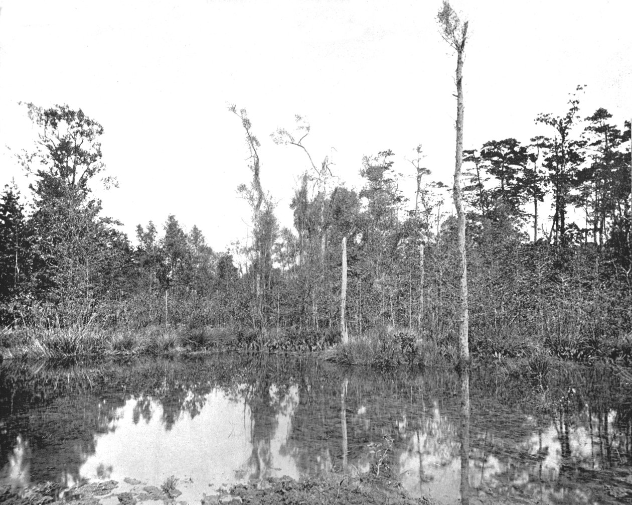 Louisiana bataklığı, ABD, c1900. by Unbekannt