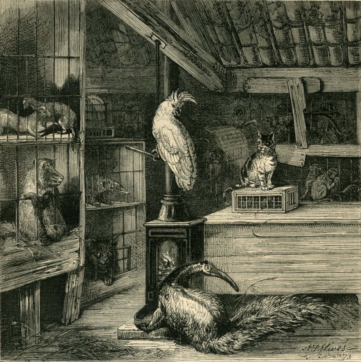 Vahşi Canavar Dükkanı, c1873. by Unbekannt