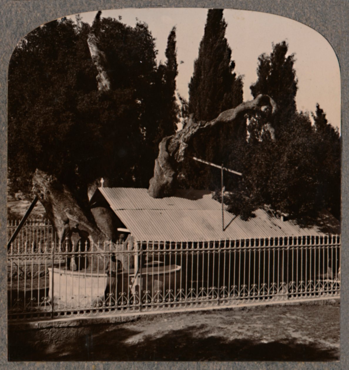 Hebron yakınlarındaki Abrahams Oak, c1900 by Unbekannt