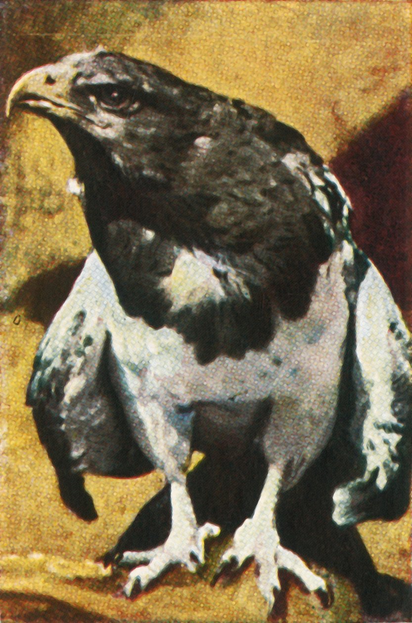 Yetişkin İğnesi, c1928. by Unbekannt