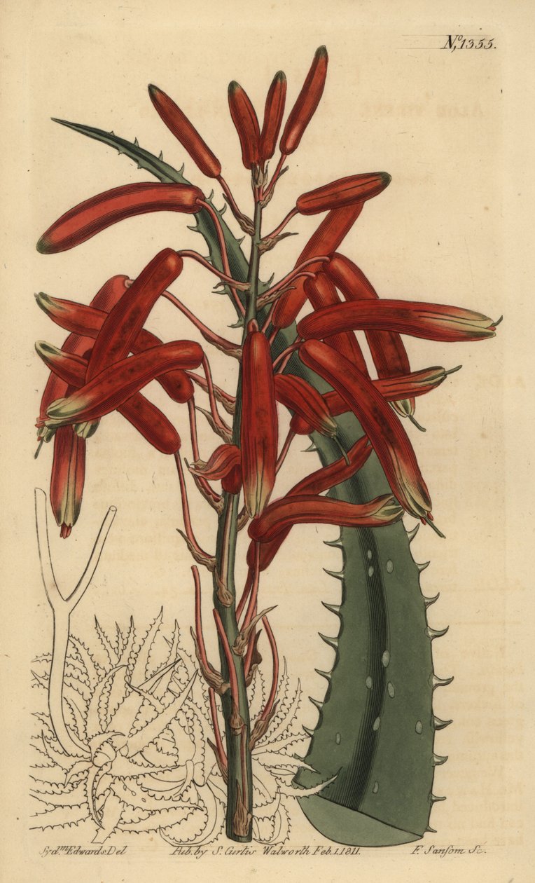 Aloe humilis (Elma yeşili yapraklı aloe, Aloe virens) by Unbekannt