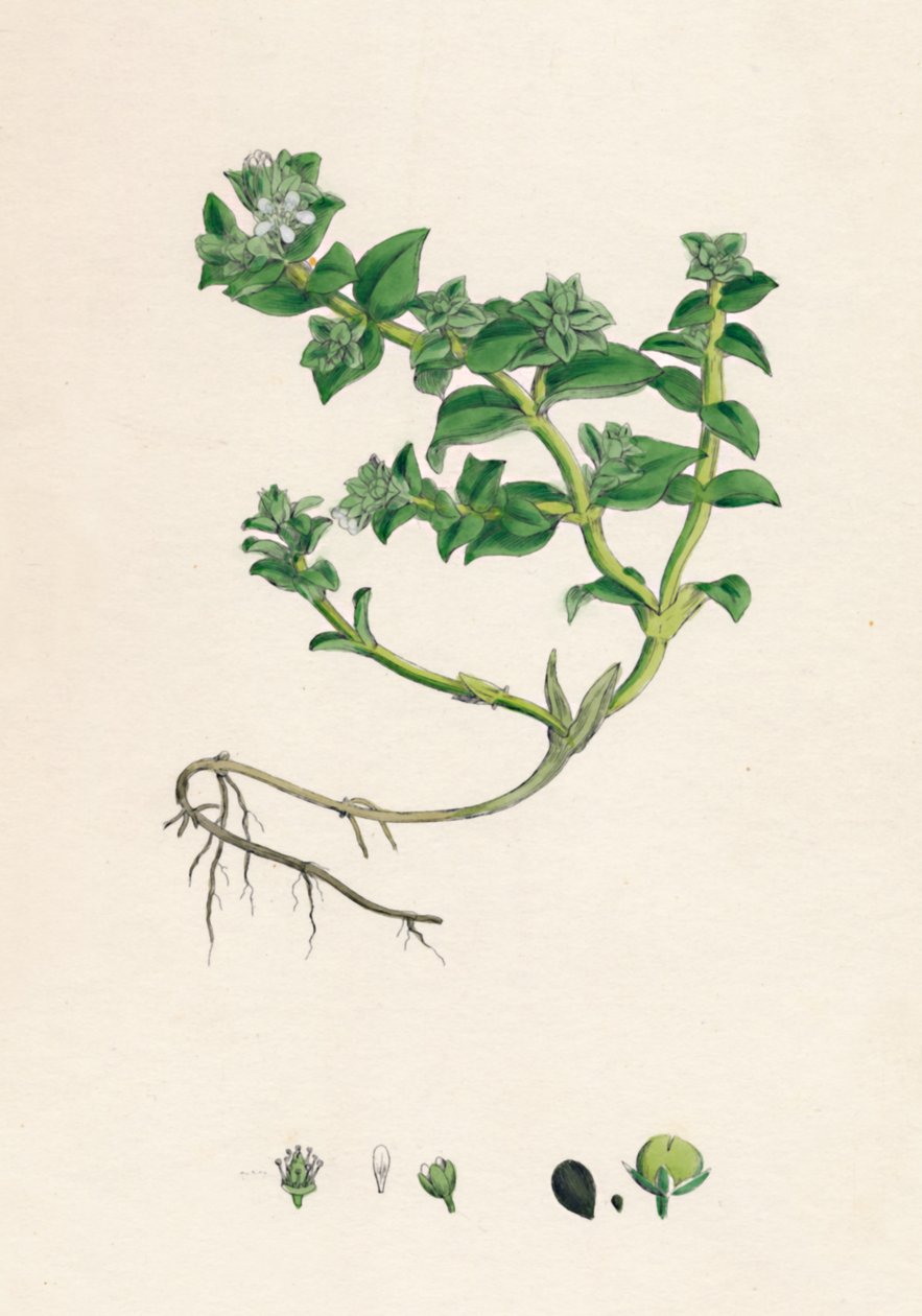 Alsin peploitleri. Deniz Semizotu, 19. Yüzyıl by Unbekannt