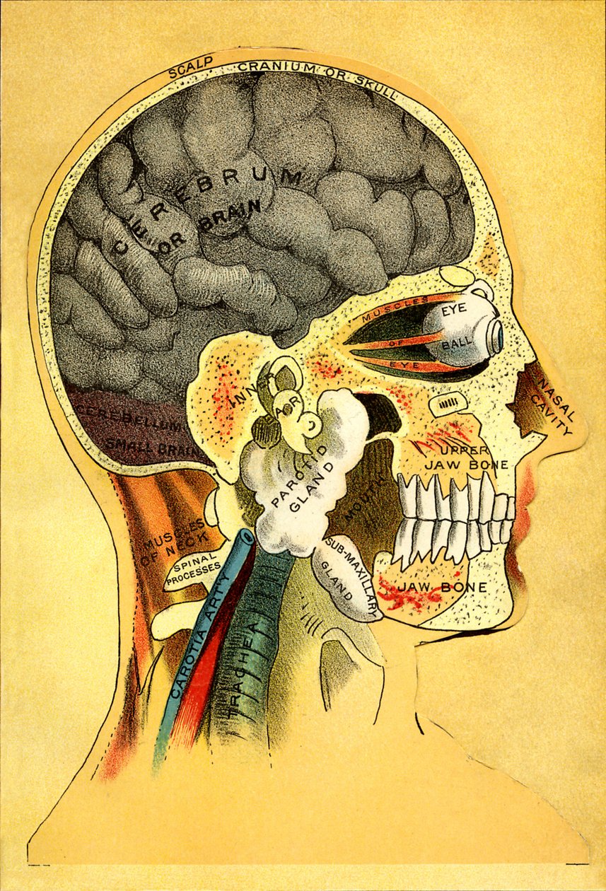 Anatomik şema, kafa 1905 by Unbekannt