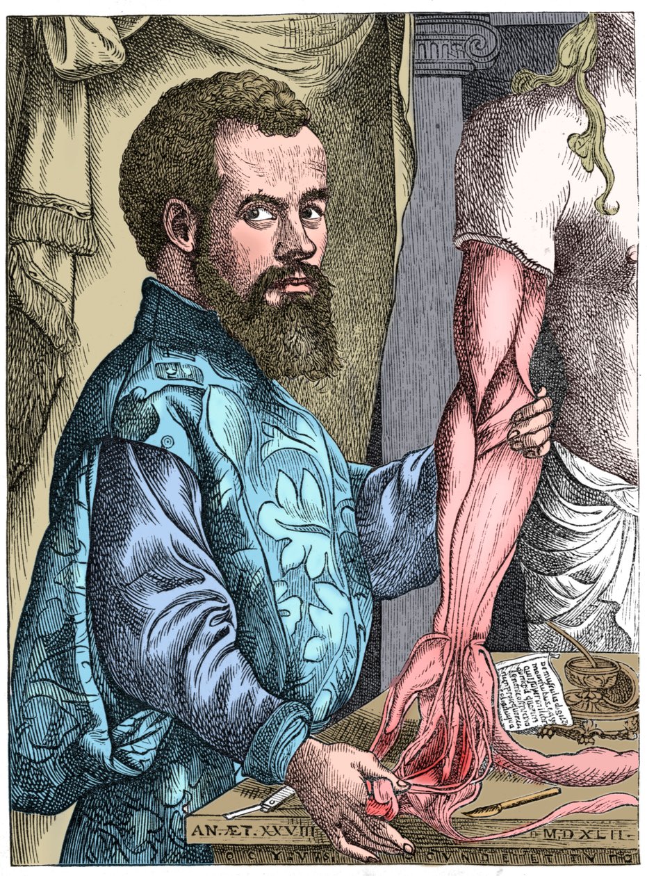 Andreas Vesalius, 16. yüzyıl Flaman anatomisti by Unbekannt