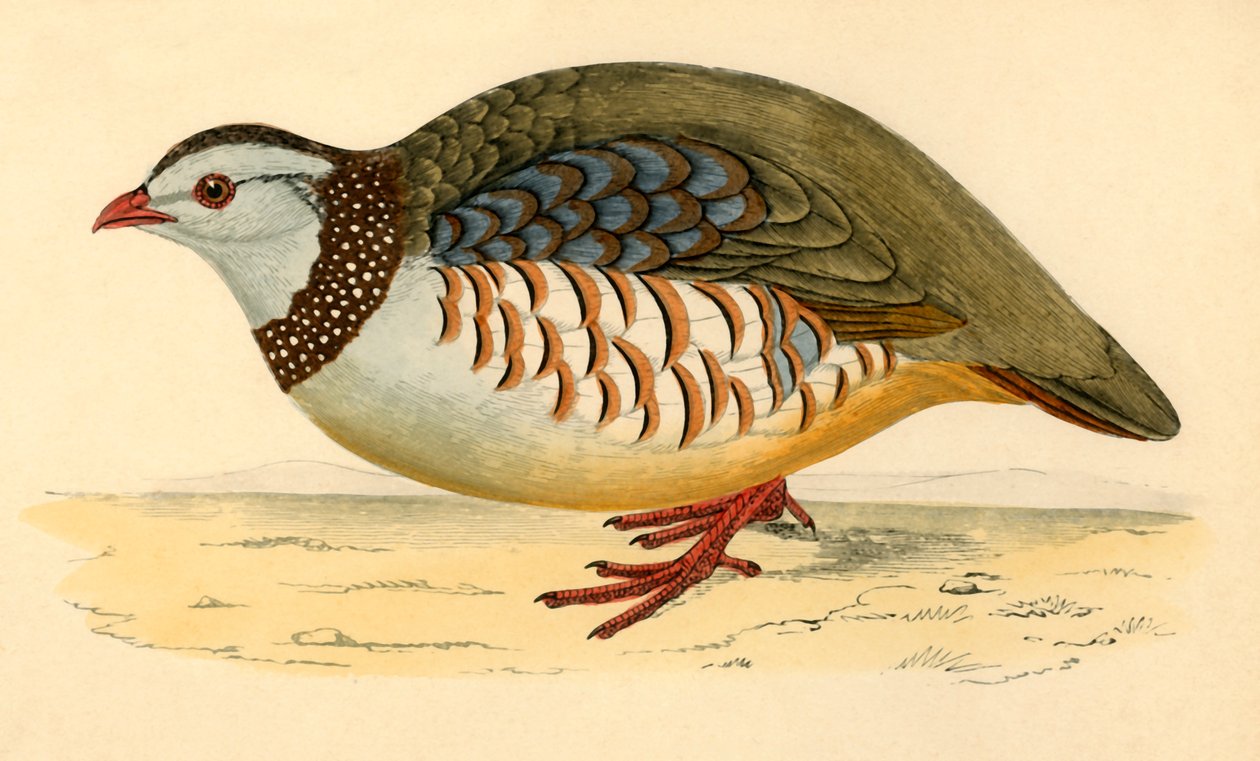Barbary Kekliği, 19. yüzyılın sonlarında. by Unbekannt