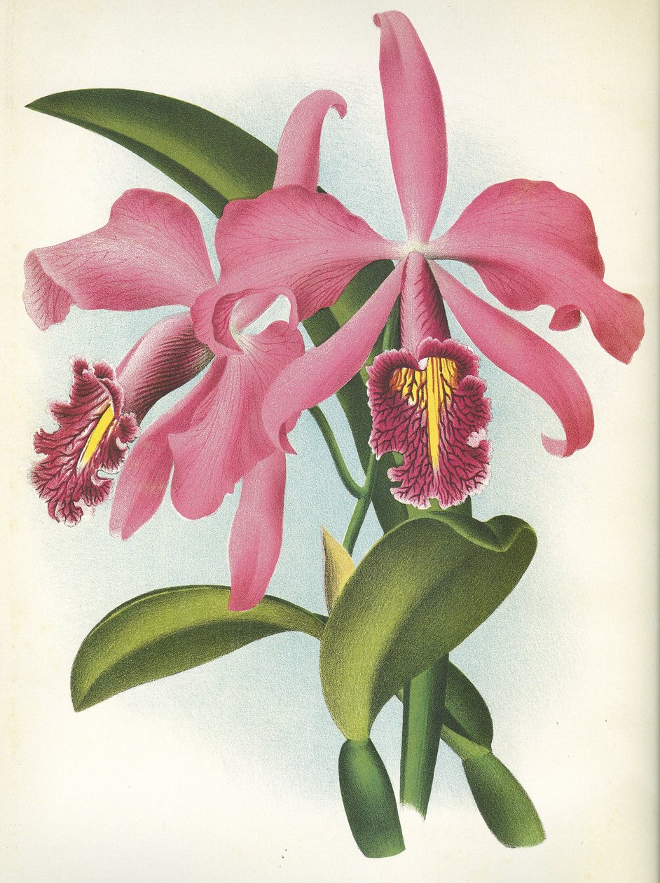 Botanik kurulu/Cattleya maxima var. Malouana/Lindenia by Unbekannt