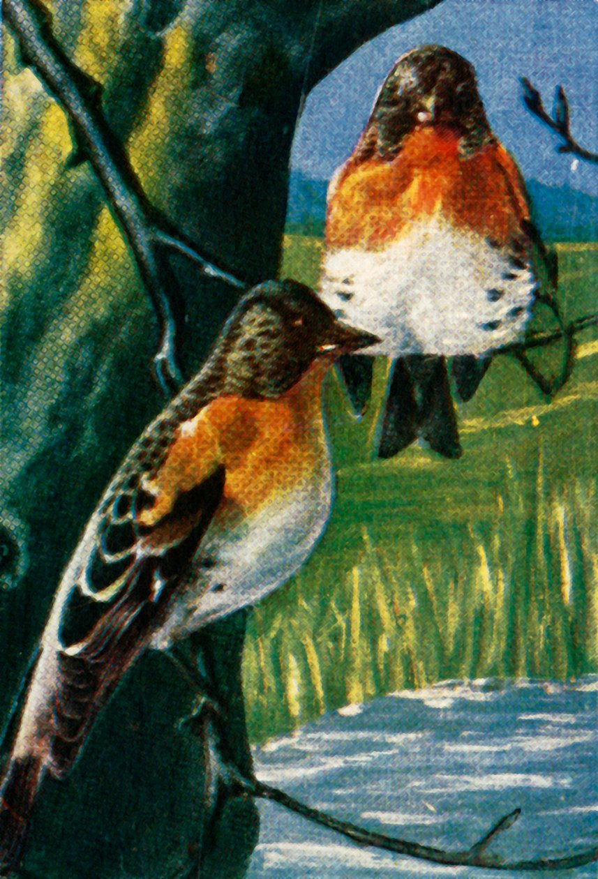 Bramblings, c1928. by Unbekannt