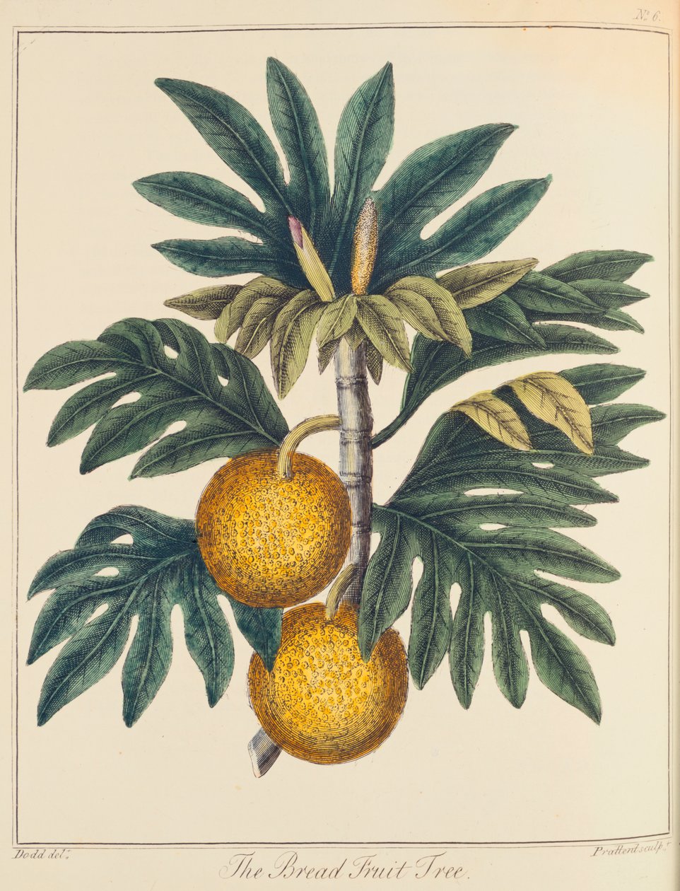 Artocarpus kesilmiş ekmek meyvesi, c1798 by Unbekannt