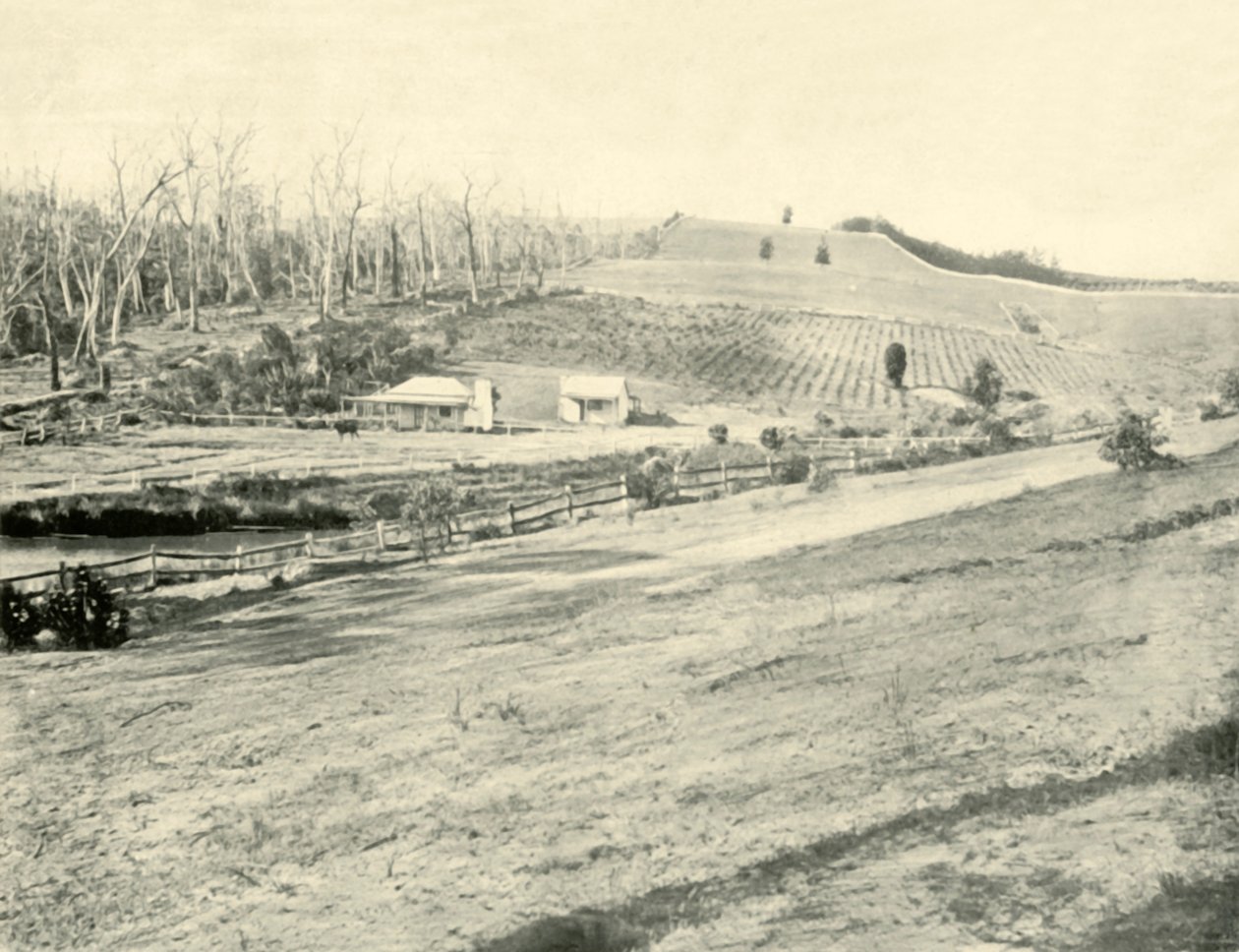 Bush Workmans Evi, Gippsland, Victoria, 1901. by Unbekannt