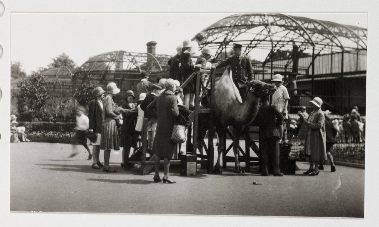 Deveye binmek, 1930 dolayları by Unbekannt