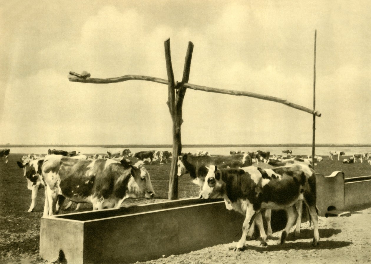 Sığır bir çukurda içiyor, Burgenland, Avusturya, c1935. by Unbekannt