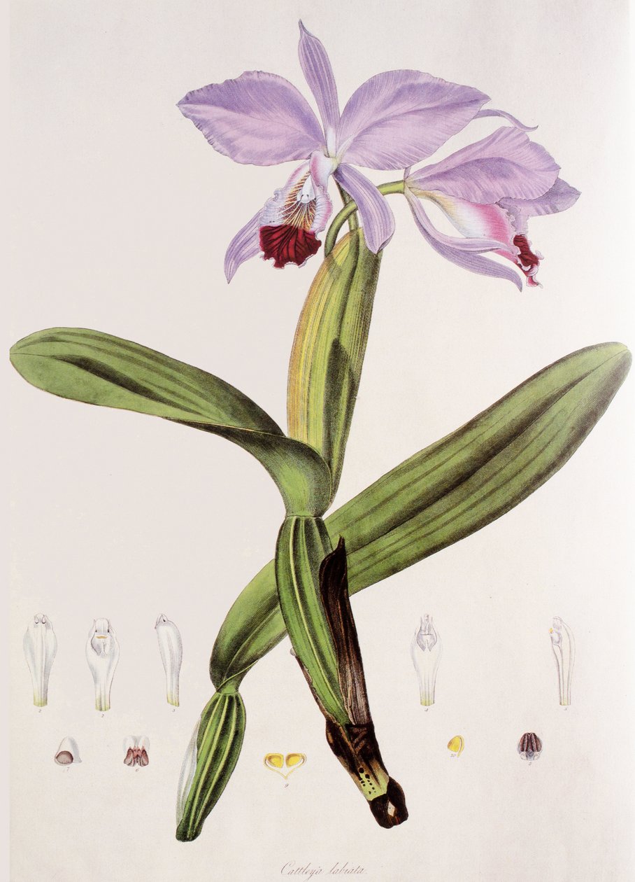 cattleya labia by Unbekannt