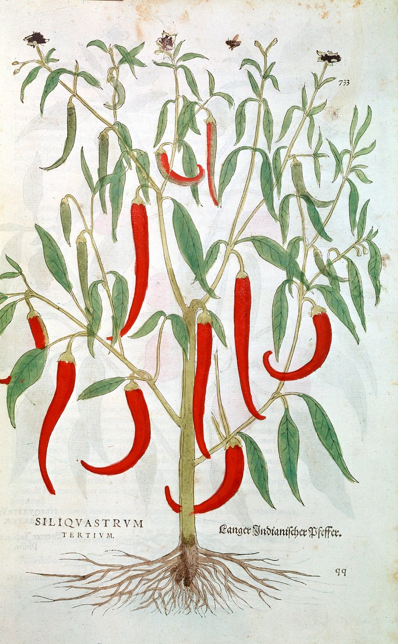 Cayenne Biber bitkisi Capsicum, 16. yüzyıl by Unbekannt