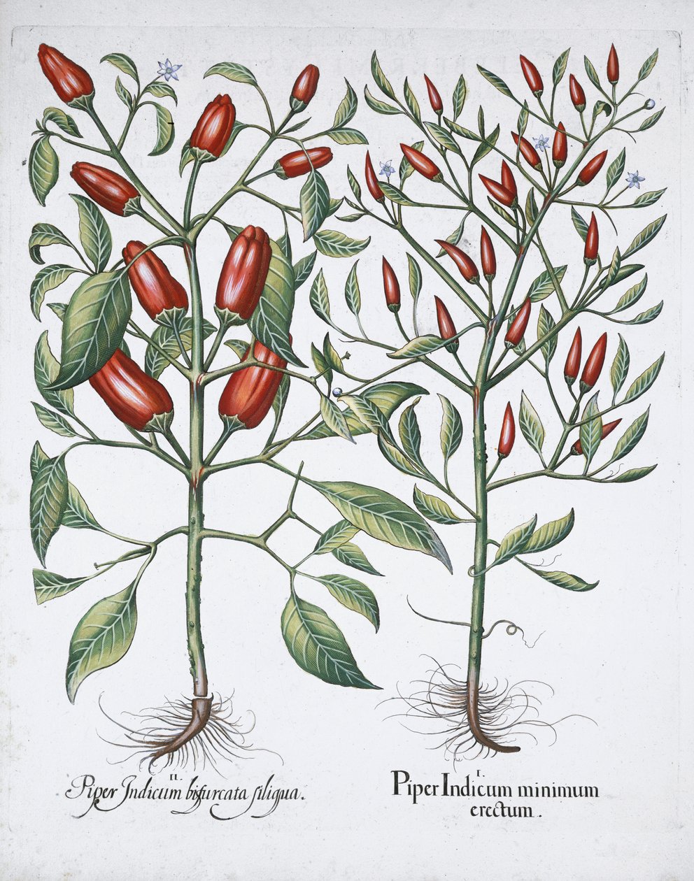Acı biber bitkileri, 1613 by Unbekannt