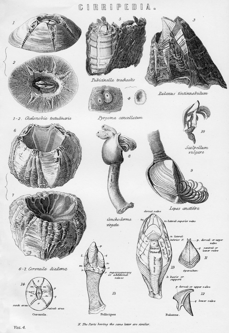Cirripedia, 19. yüzyıl by Unbekannt