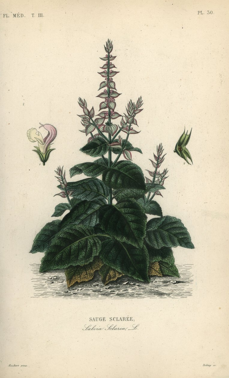 Adaçayı adaçayı, Salvia sclarea, Sauge sclaree by Unbekannt