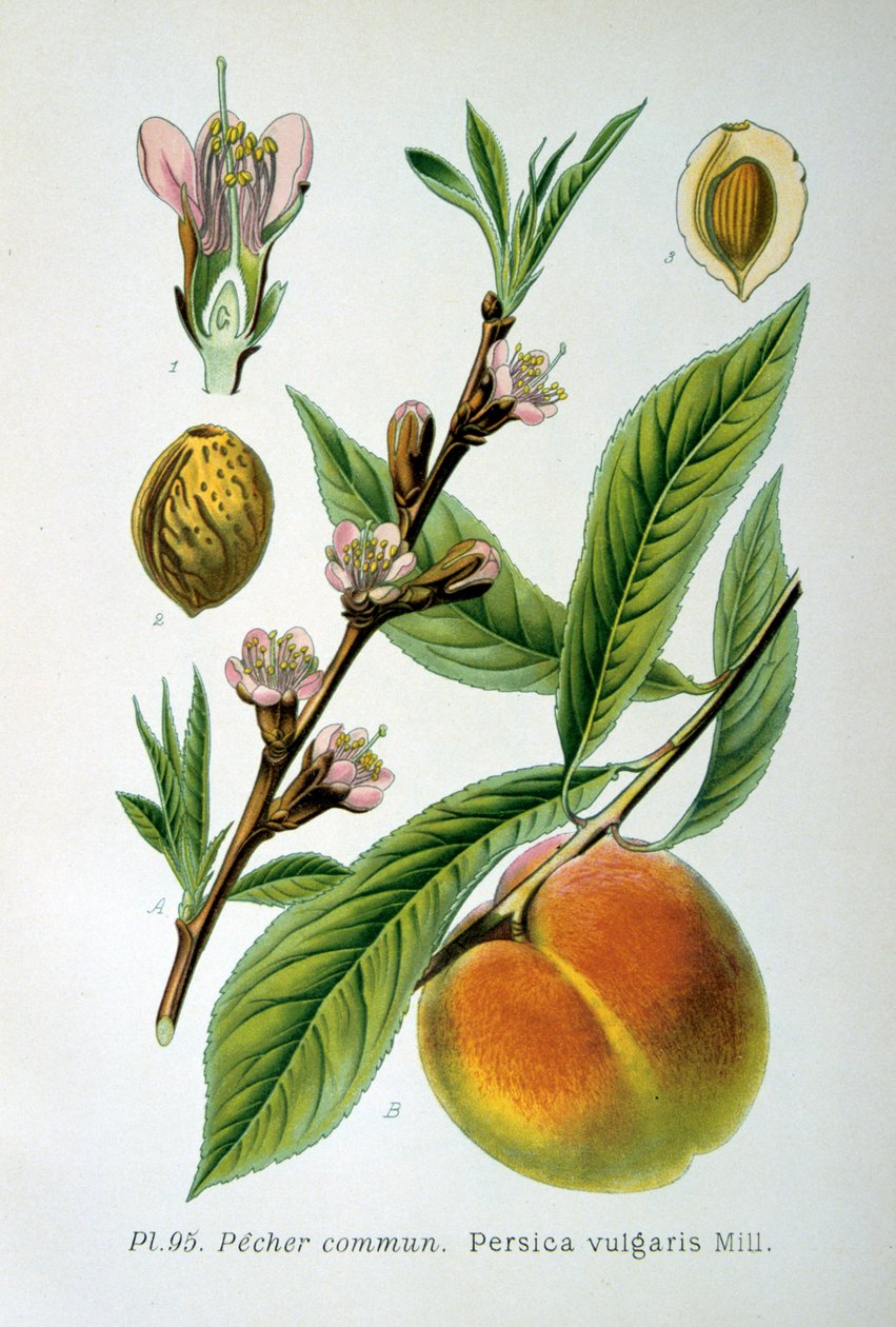 Ortak şeftali, 1893 by Unbekannt