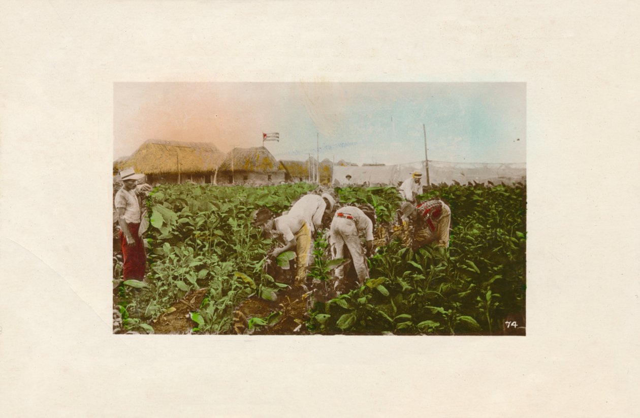Tütün hasadı. - Tütün Plantasyonu, c1910 by Unbekannt