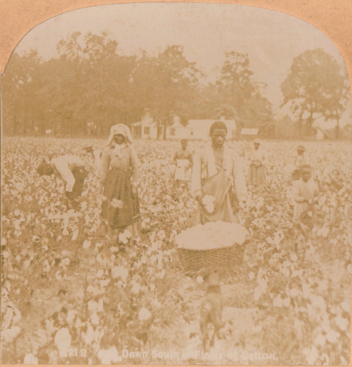 Pamuk Toplama., c1900 by Unbekannt