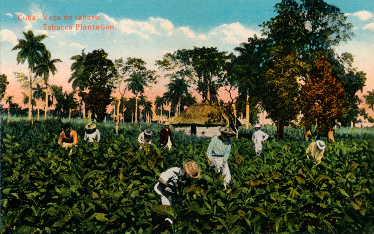 Küba: Vega tütün. Tütün Plantasyonu, c1900 by Unbekannt