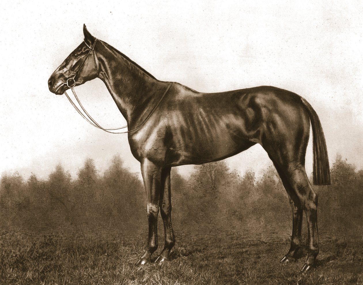 Ağırbaşlı, 1911. by Unbekannt