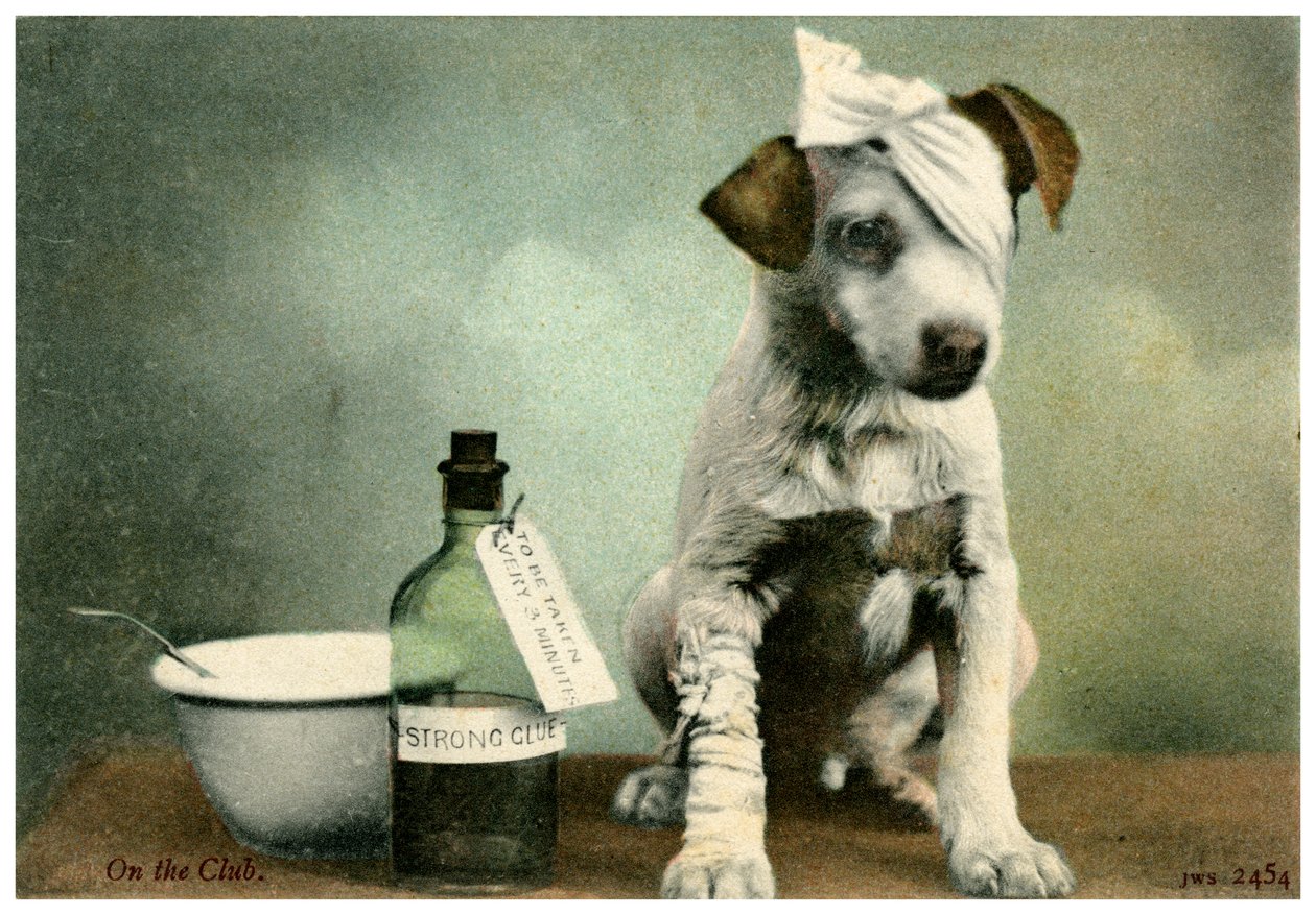 bandajlı köpek by Unbekannt