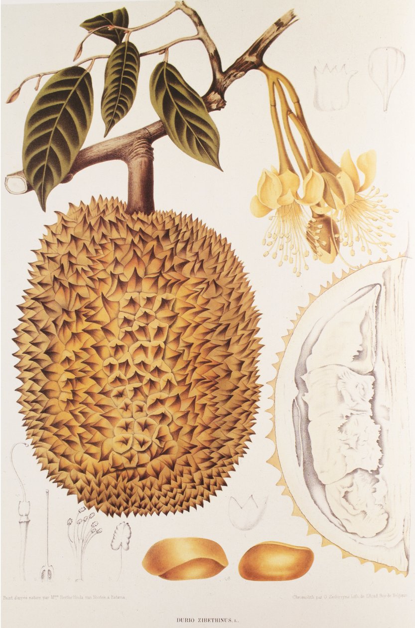 Durio zibethinus / Durian / durion by Unbekannt