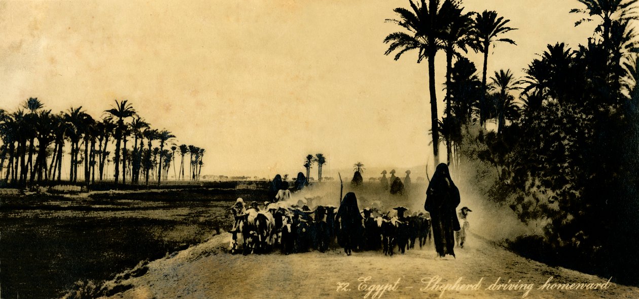Mısır - Çoban eve doğru sürüyor, c1918-c1939. by Unbekannt