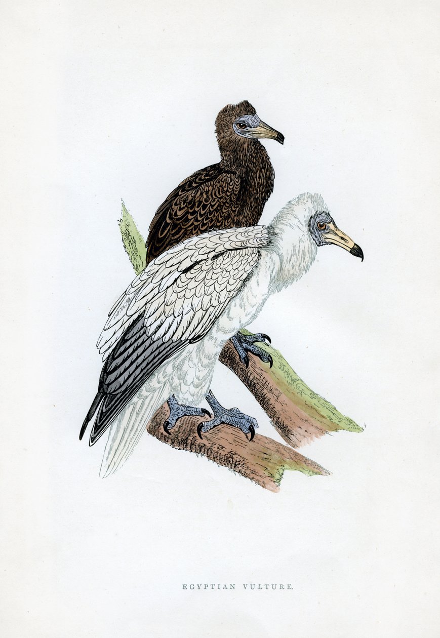 Mısır Akbabası, 19. yüzyıl by Unbekannt