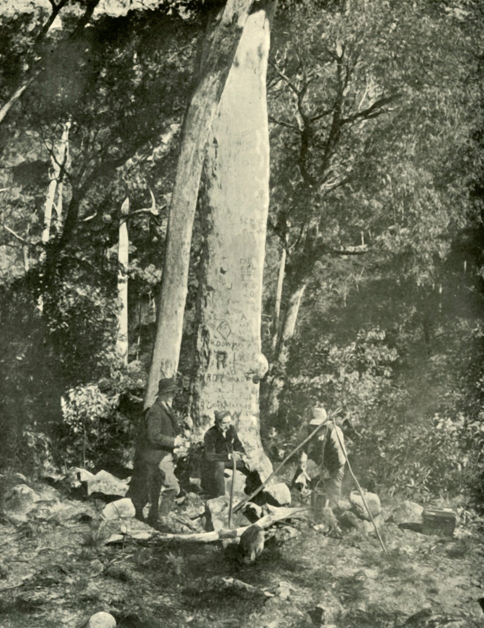 Eurobin Şelalesi, Buffalo Dağları, 1901. by Unbekannt