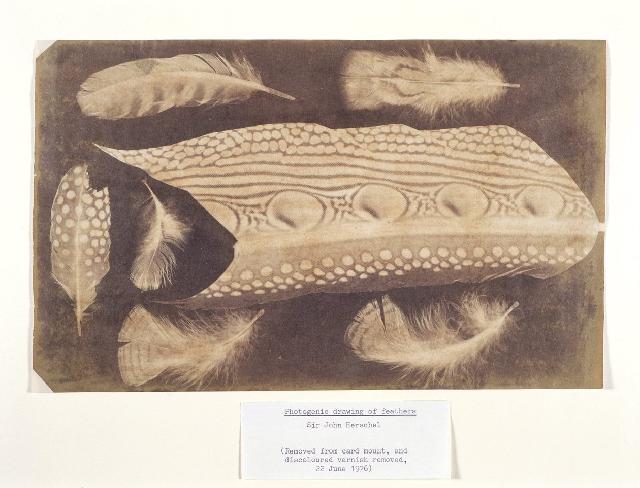 Feathers, c 1840 by Unbekannt