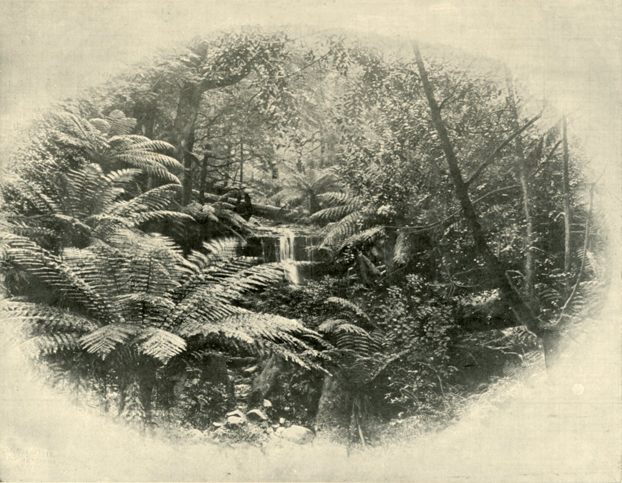 Eğreltiotu Vadisi, Tazmanya, 1901. by Unbekannt