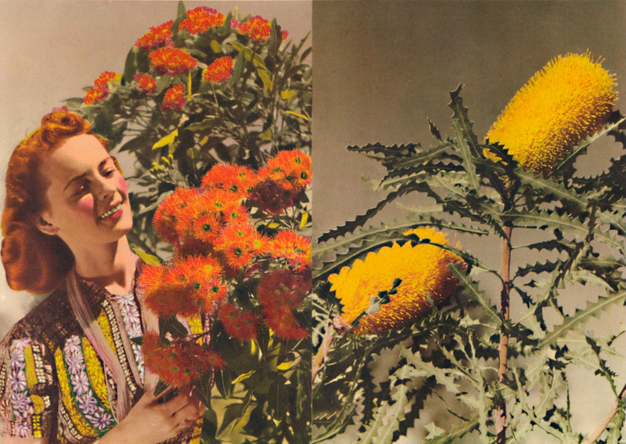 Çiçekli Sakız ve Banksia, c1947. by Unbekannt