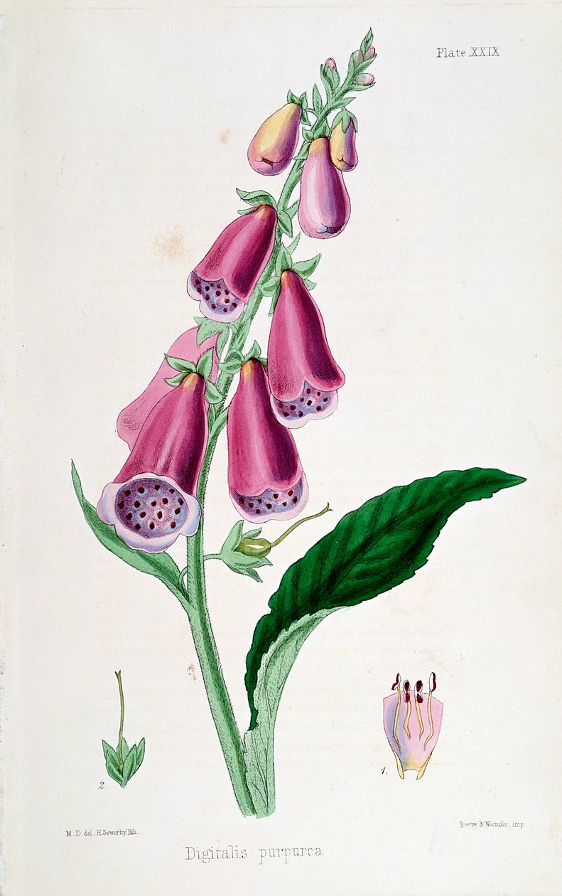Foxglove Digitalis purpurea, 19. yüzyıl. by Unbekannt
