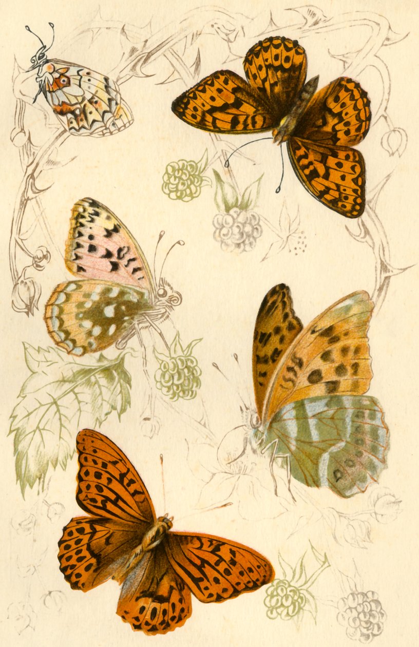 Fritillary kelebekler, 19. yüzyıl. by Unbekannt