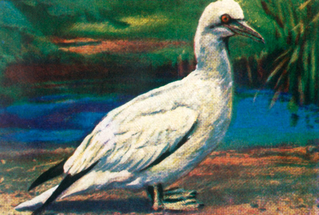 Gannet, c1928. by Unbekannt