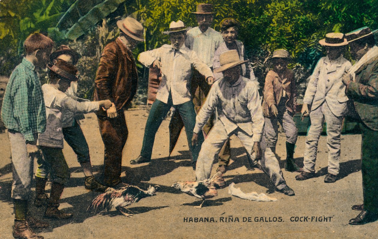 Havana. Rina de Gallos. Horoz dövüşü, 1900