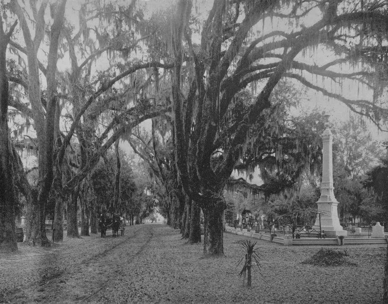Canlı-Oak, Savannah, Georgia, c1897 üzerinde Moss asılı. by Unbekannt
