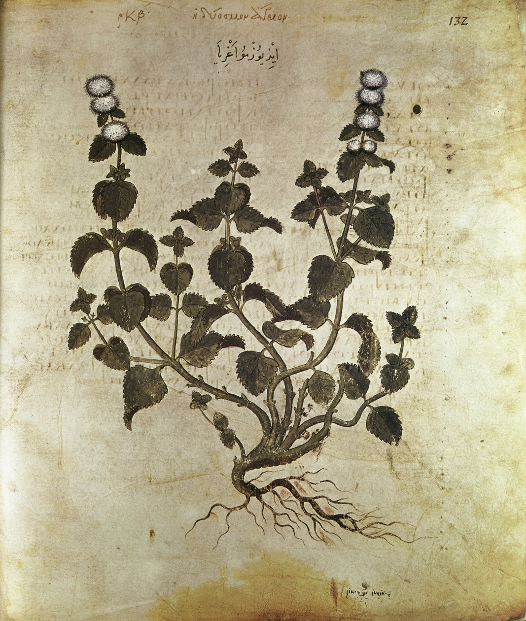 Bitkisel Nane (bitki de menthe), 6. yüzyıl by Unbekannt