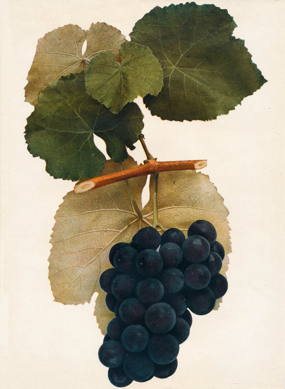 Herbert, 1908. by Unbekannt