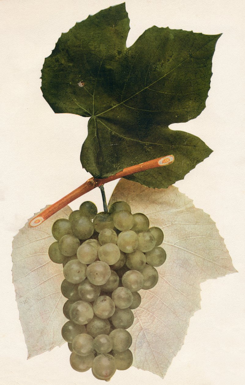 Hidalgo, 1908. by Unbekannt