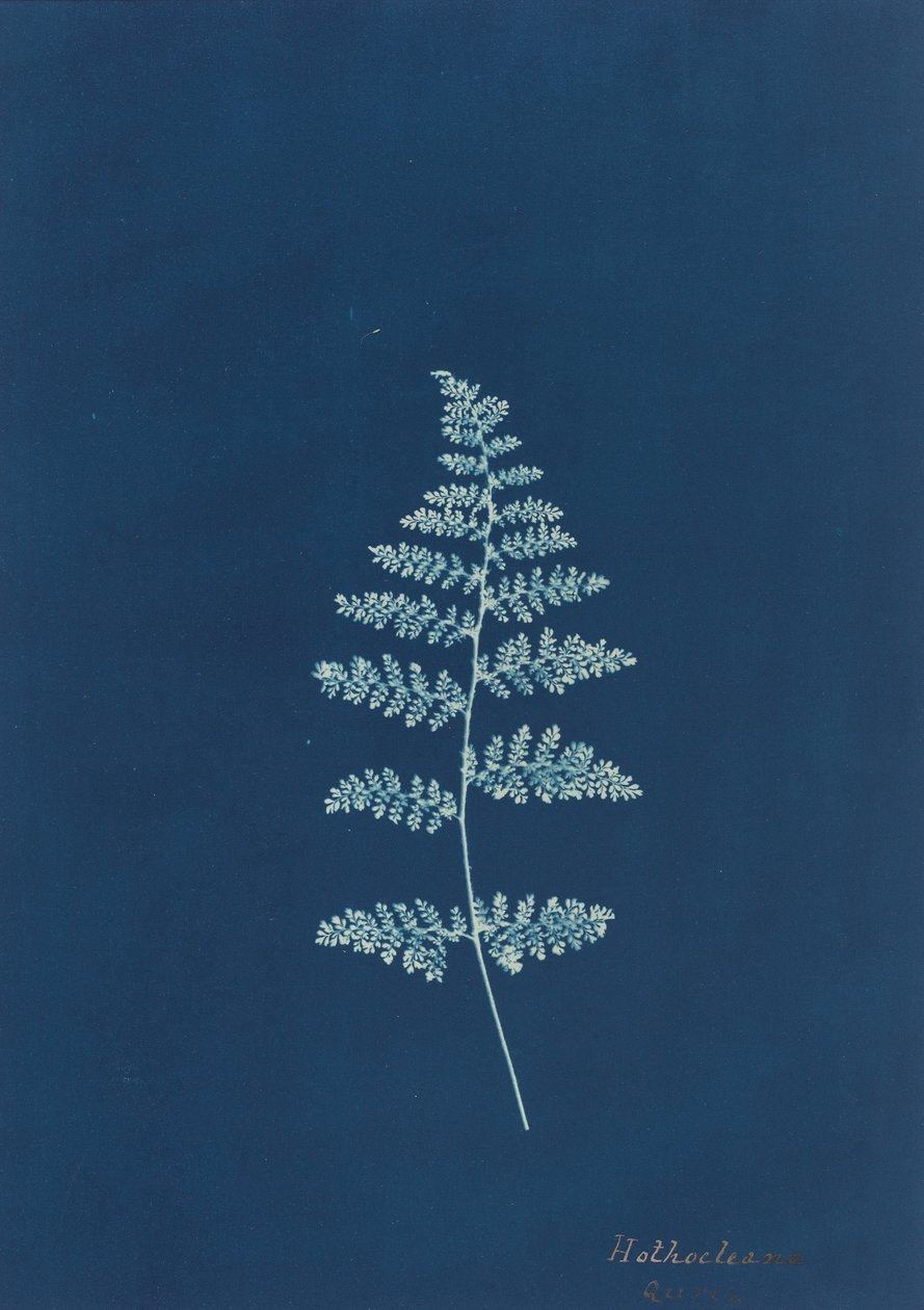 Hothocleana, c. 1850