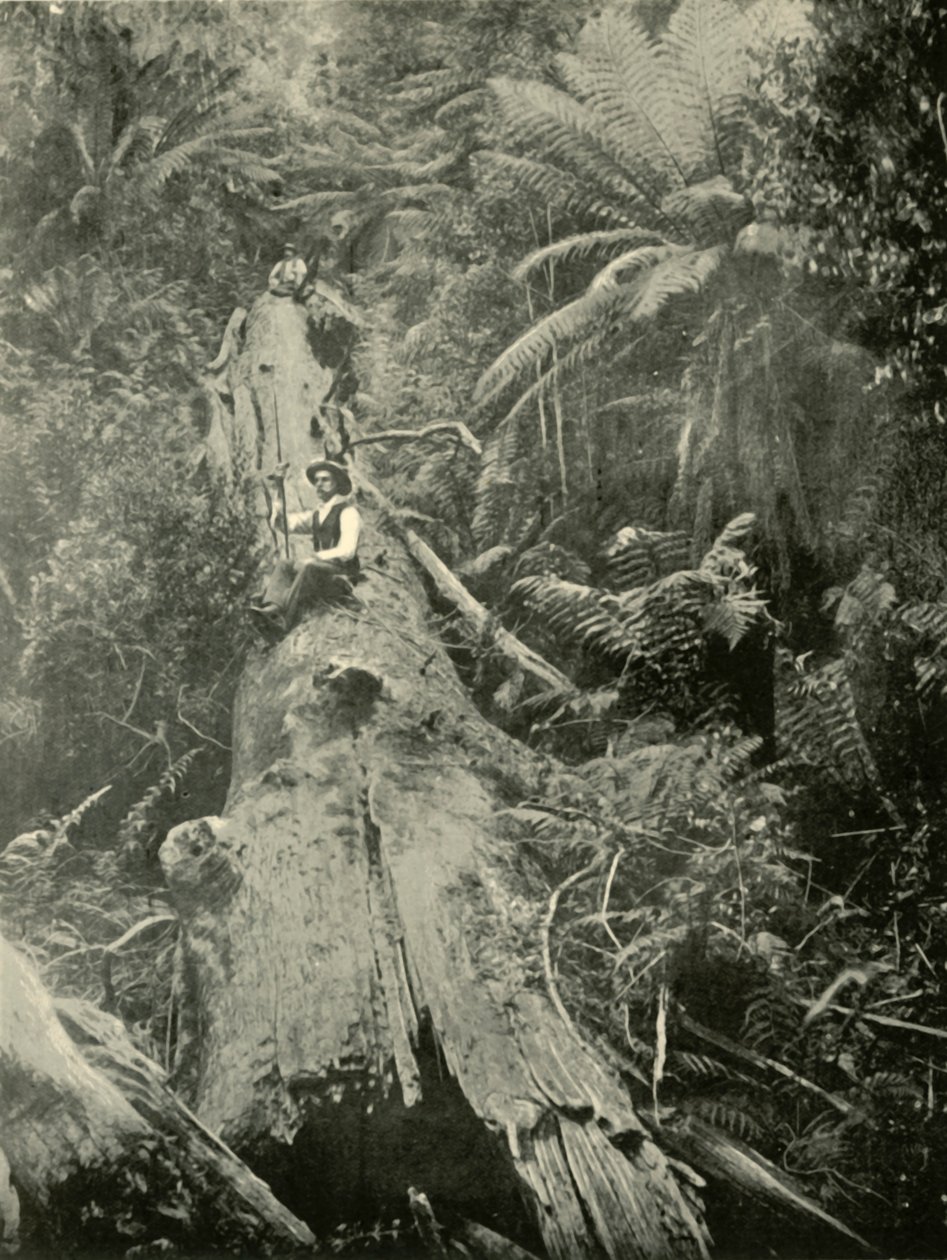 Mighty Fallen Nasıl 1901. by Unbekannt