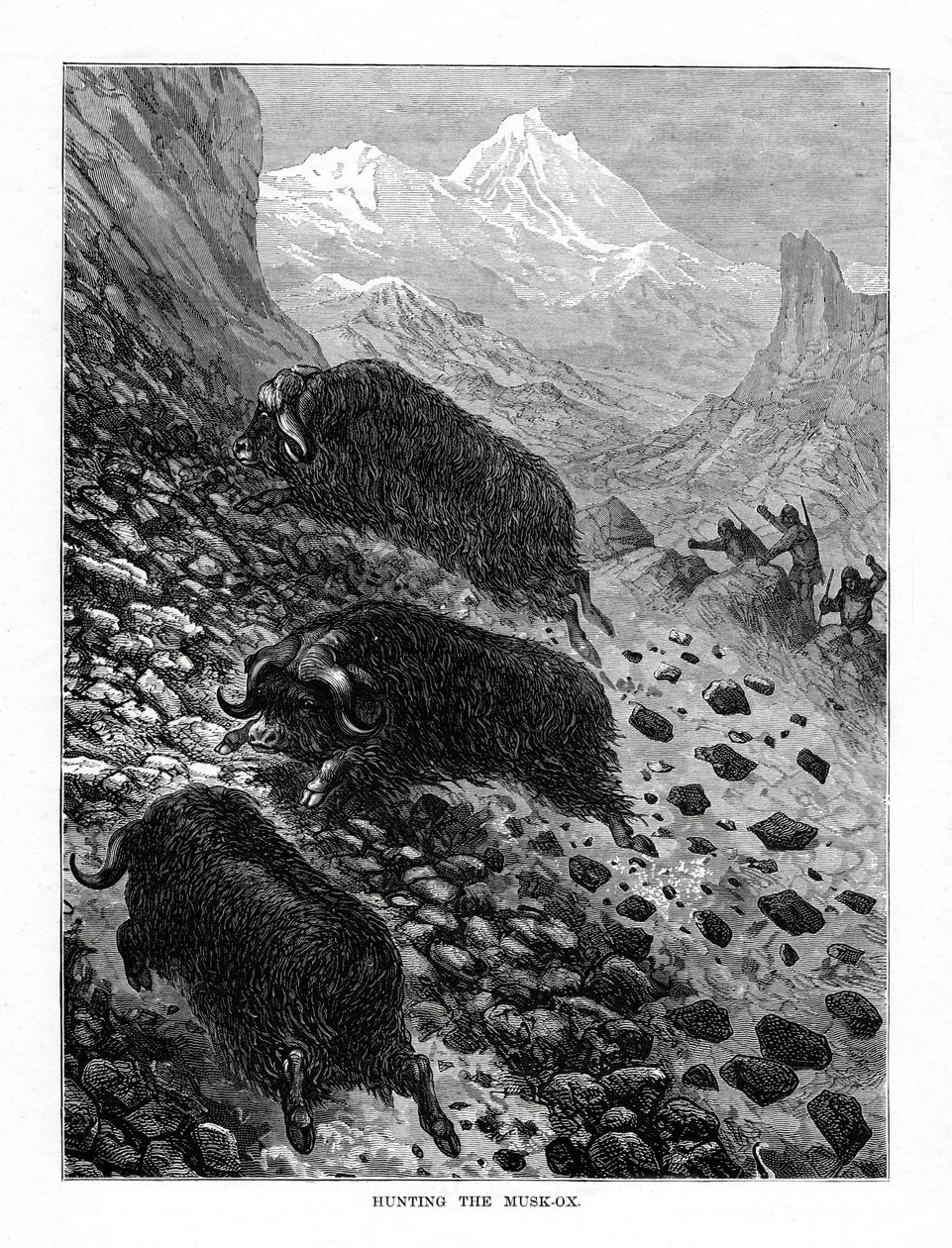 Misk öküzü avı, 1877 by Unbekannt